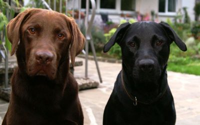 Leben mit Hunden