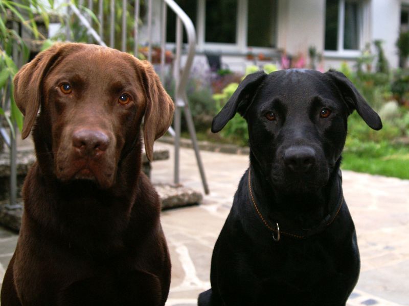 Leben mit Hunden